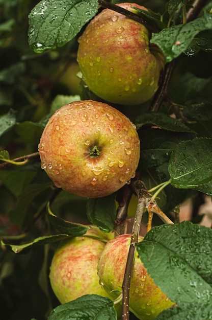 maçãs em galhos de árvores outono colheita colheita de frutas agricultura produtos orgânicos