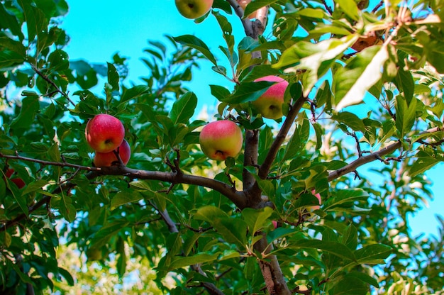 Maçãs em um galho. maçãs no jardim
