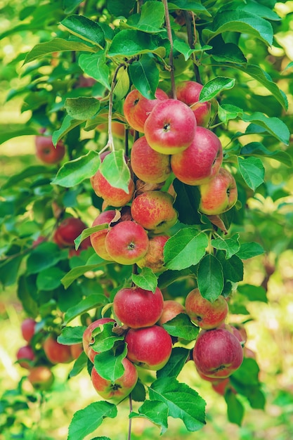 Maçãs em uma árvore no jardim