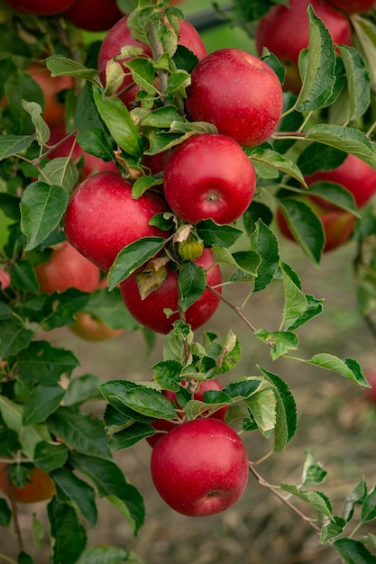 Maçãs frescas do pomar. Colheita de maçã pronta para ser colhida.