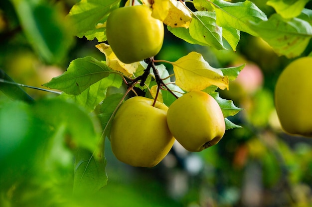 Maçãs frescas do pomar.