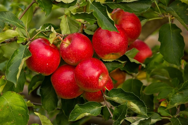 Maçãs frescas do pomar.