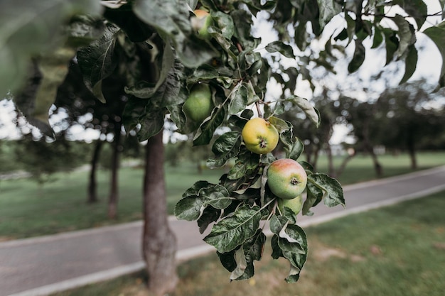 Foto maçãs frescas e maduras penduradas em um galho de árvore em um pomar de macieiras em um grande ângulo de dia de verão