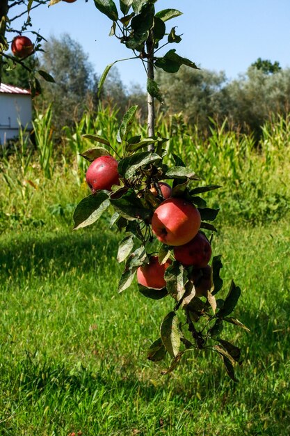 maçãs frescas e suculentas prontas para colheita na plantação de maçã. árvore de maçã