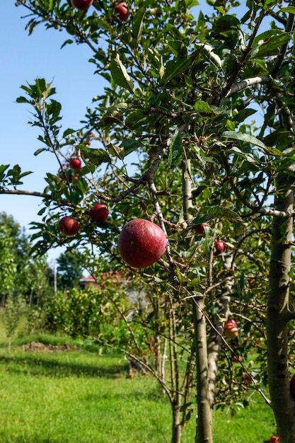 maçãs frescas e suculentas prontas para colheita na plantação de maçã. Árvore de maçã.