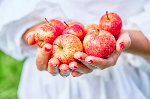 Maçãs frescas, naturais e suculentas nas mãos. As mãos guardam maçãs na perspectiva da grama verde.