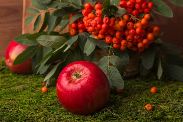 Maçãs maduras e frutos de cinza de montanha vermelha com folhas verdes