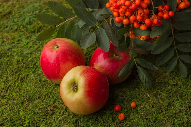 Maçãs maduras e frutos de cinza de montanha vermelha com folhas verdes