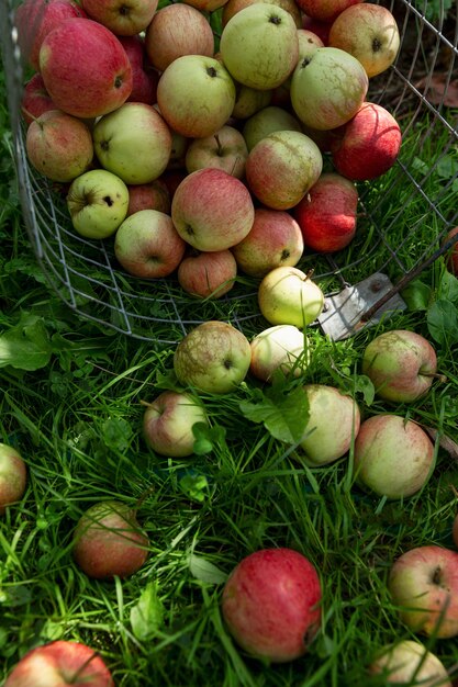 Maçãs maduras espalhadas na grama do jardim. nova colheita. vitaminas e alimentos saudáveis da natureza. vertical.