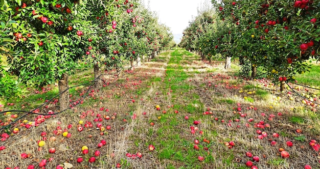 maçãs maduras num pomar prontas para serem colhidas