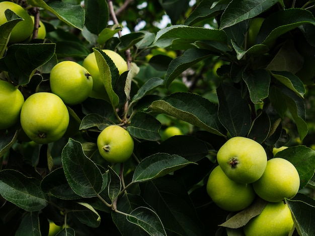 Maçãs maduras, verdes em um galho no jardim. Maçãs suculentas cultivadas em casa.