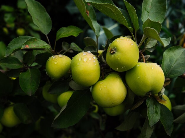 Maçãs maduras, verdes em um galho no jardim. Maçãs suculentas cultivadas em casa.