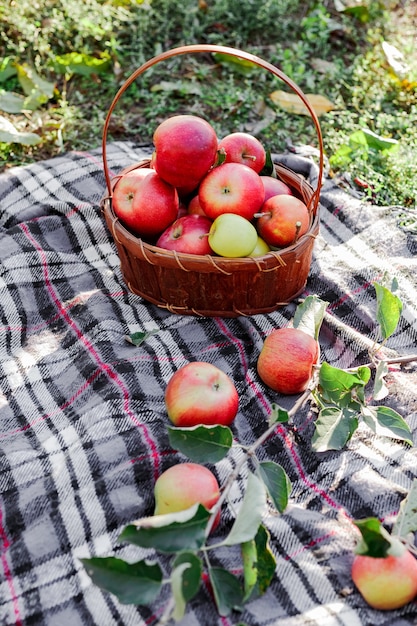 Maçãs maduras vermelhas na cesta. maçãs frescas na natureza. aldeia, piquenique estilo rústico