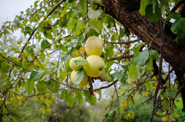 maçãs na árvore