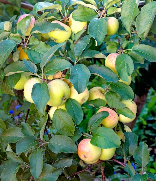 Maçãs no galho de macieira Fruta da maçã