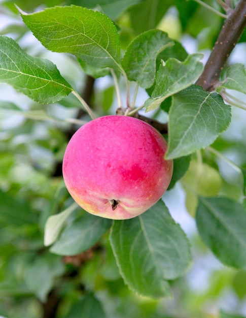 Maçãs no galho de macieira Fruta da maçã