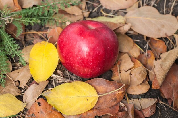 Maçãs no galho de macieira no jardim
