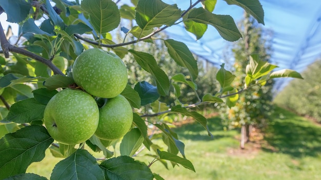 Maçãs no pomar, macieiras, maçãs maduras