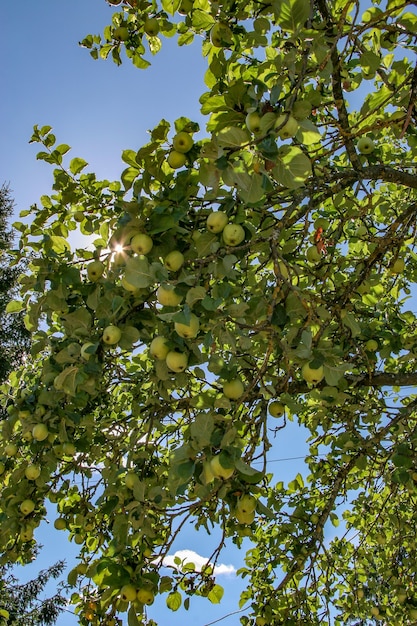 Maçãs nos galhos de uma árvore em um dia ensolarado. O sol rompe as folhas. Maçãs e folhas são verdes, o céu é azul. Muitas maçãs.