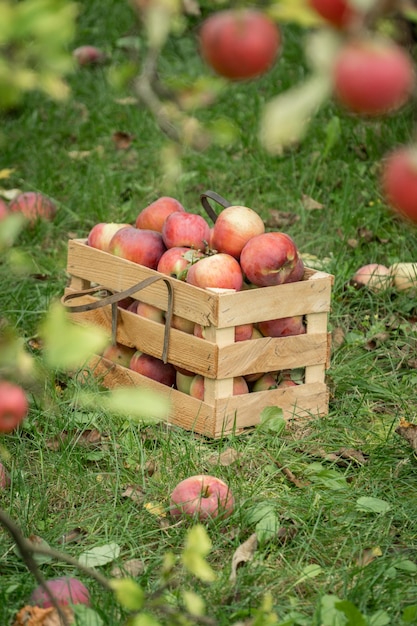 Maçãs orgânicas frescas de outono em uma caixa de jardim de madeira. Conceito de agricultura orgânica