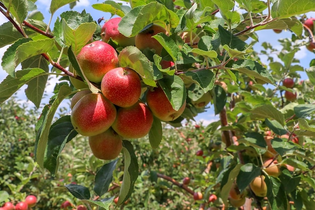 Maçãs orgânicas frescas em galho de macieira, Elmali - Antalya - Turquia