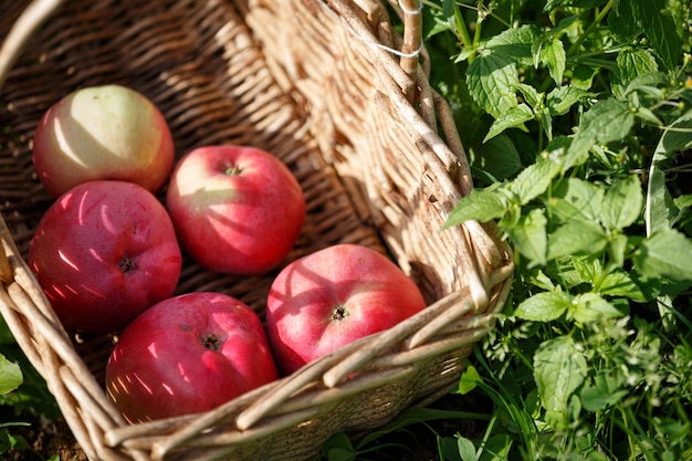 Maçãs orgânicas frescas em uma cesta de vime no jardim de verão Cesta de maçãs em um dia ensolarado