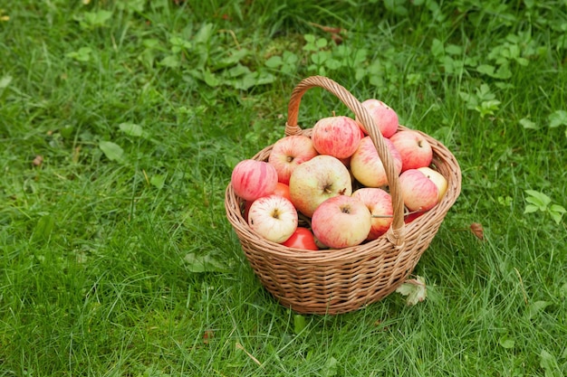 Maçãs orgânicas frescas em uma cesta na grama de verão no jardim natural