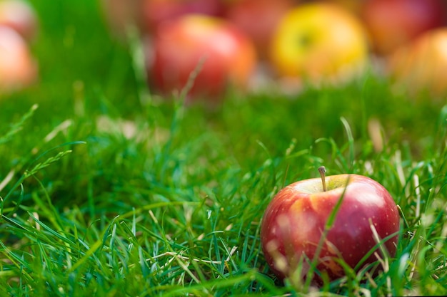 Maçãs orgânicas na cesta na grama de verão Maçãs frescas na natureza