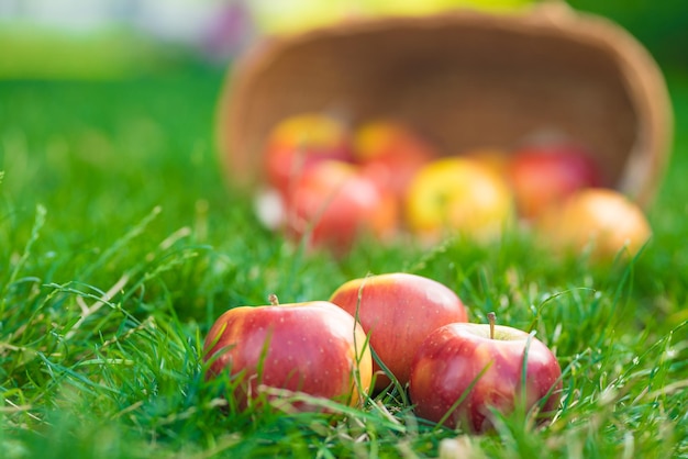 Maçãs orgânicas na cesta na grama de verão Maçãs frescas na natureza