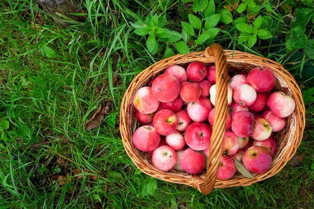 Maçãs orgânicas na cesta na grama de verão