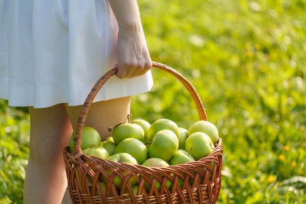 Maçãs orgânicas na cesta, pomar de maçãs, produtos caseiros frescos