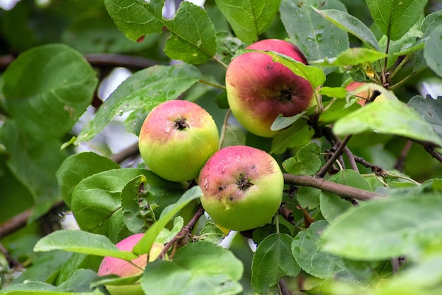 Maçãs orgânicas penduradas em um galho de árvore em um pomar de maçãs