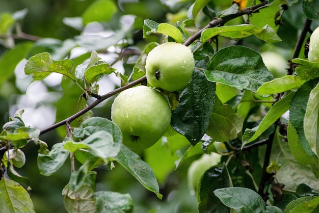 Maçãs orgânicas penduradas em um galho de árvore em um pomar de maçãs