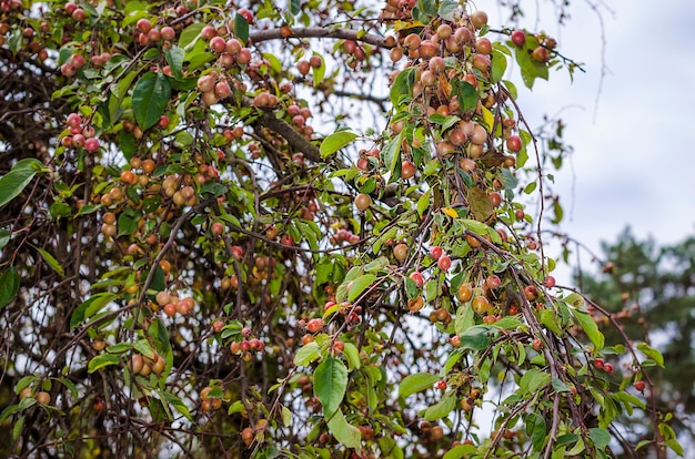 Maçãs paradisíacas em uma árvore em um grande dia de outono