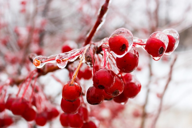 Foto maçãs pequenas no inverno em uma crosta de gelo