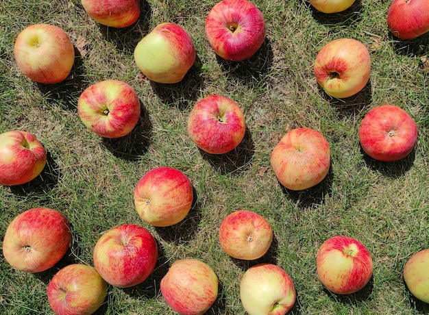 Maçãs suculentas maduras estão espalhadas na grama. Fundo de frutas. Colheita de maçãs. O conceito de v