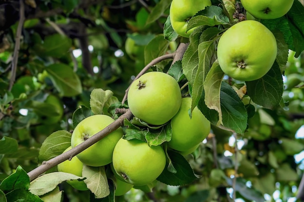 maçãs verdes crescem em um galho de macieira. jardinagem e cultivo do conceito de maçãs