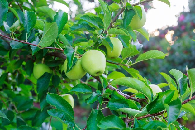 Maçãs verdes crescem no jardim em um galho.