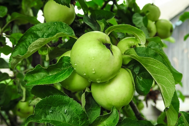 maçãs verdes de amadurecimento crescem em um galho de macieira. jardinagem e cultivo do conceito de maçãs