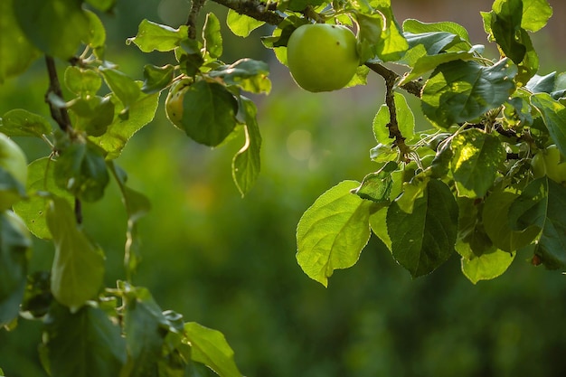 Maçãs verdes em um galho de uma macieira