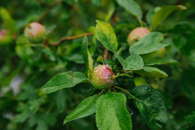 Maçãs verdes em um galho na chuva. as folhas e frutos são cobertos com gotas de chuva.