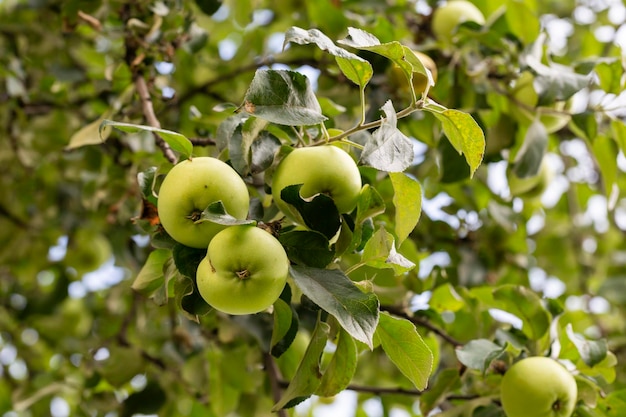 Maçãs verdes em um galho prontas para serem colhidas ao ar livre