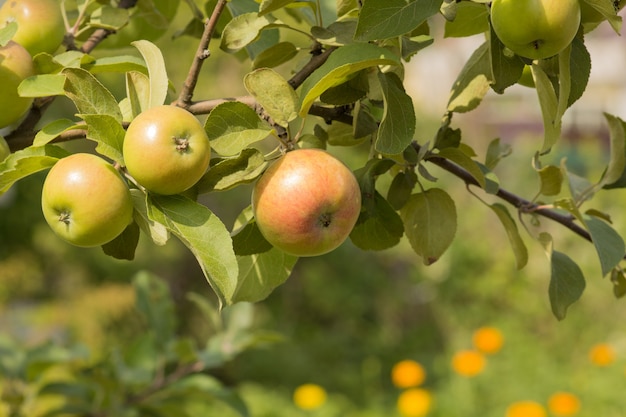 Maçãs verdes em um galho, um conceito de nutrição saudável