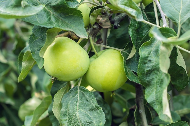 Maçãs verdes em uma árvore no jardim