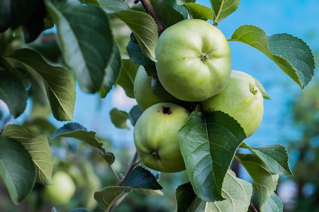 Maçãs verdes em uma árvore