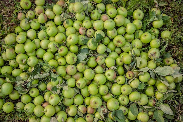 Maçãs verdes estragadas estão no chão entre as folhas do jardim Danos às pragas das colheitas