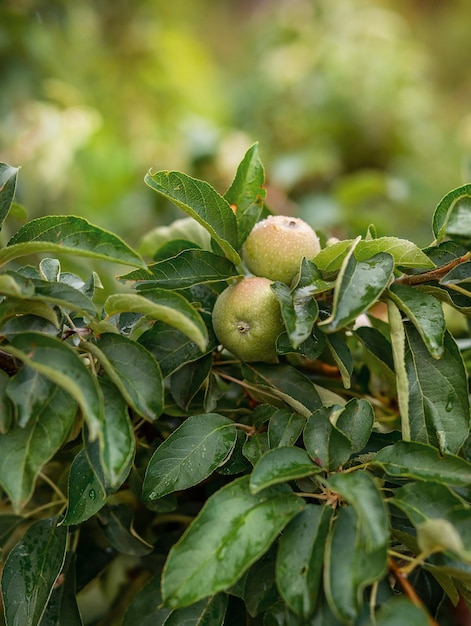 Maçãs verdes jovens em uma árvore no jardim