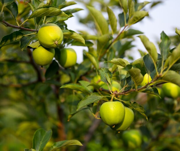 Maçãs verdes maduras