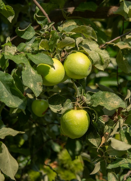 Maçãs verdes Malus em uma árvore na Grécia