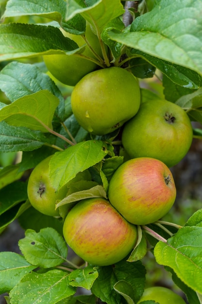 Maçãs verdes na árvore, maçã cultivada para fazer cidra, bebida típica do País Basco, Gipuzkoa. país Basco